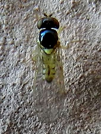 Asteiidae: Asteia  sp.